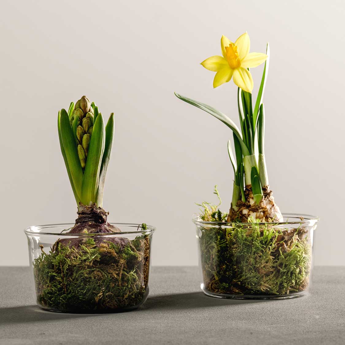 Zwei Glasschalen VETRO mit Frühjahrsblühern und Moos gefüllt