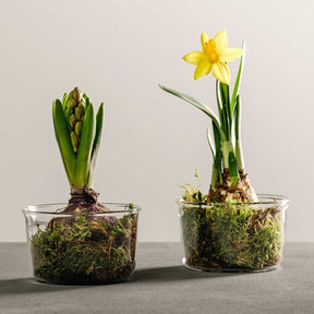 Zwei Glasschalen VETRO mit Frühjahrsblühern und Moos gefüllt