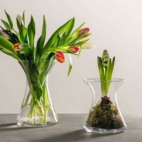 Vase GIA mit roten Tulpen und Hyazinthen in Wasser auf grauem Untergrund