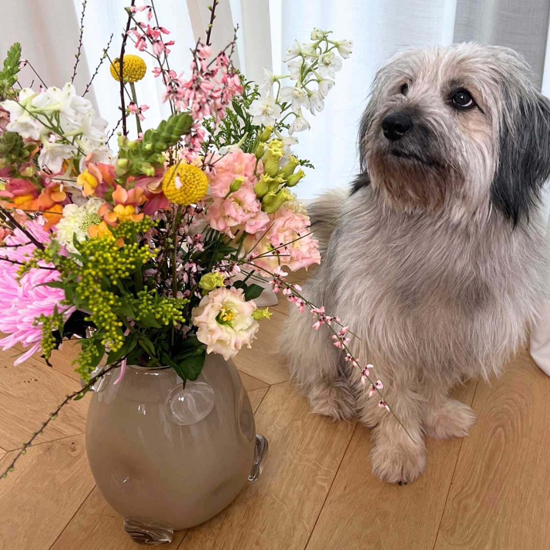 Vase HAZEL mit buntem Blumenstrauss neben grauem Hund in Wohnraum