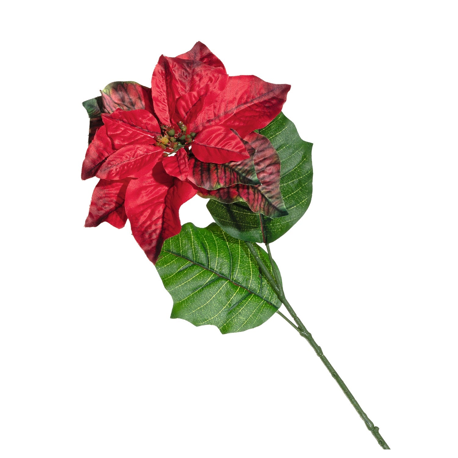 Weihnachtsstern CALDO 70 cm rot mit grünen Blättern, freigestellt