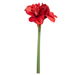 Rote Amaryllis mit grünem Stiel auf weißem Hintergrund