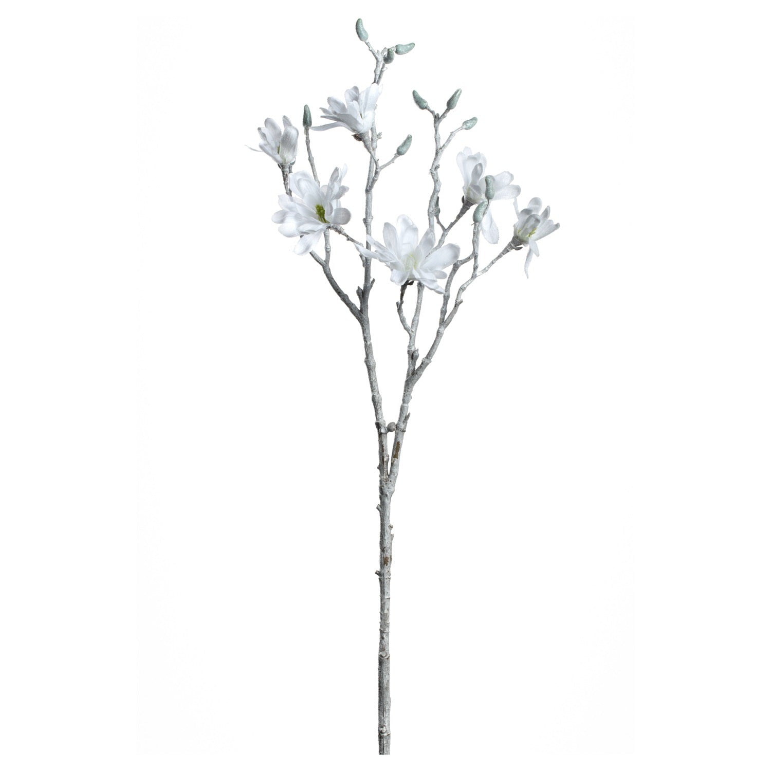 Weiße Magnolie mit feinen Blüten und Knospen auf Stiel