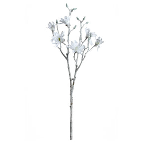 Weiße Magnolie mit feinen Blüten und Knospen auf Stiel