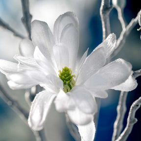 Weiße Magnolie 85cm PALAZZO mit grünem Blütenzentrum in Nahaufnahme