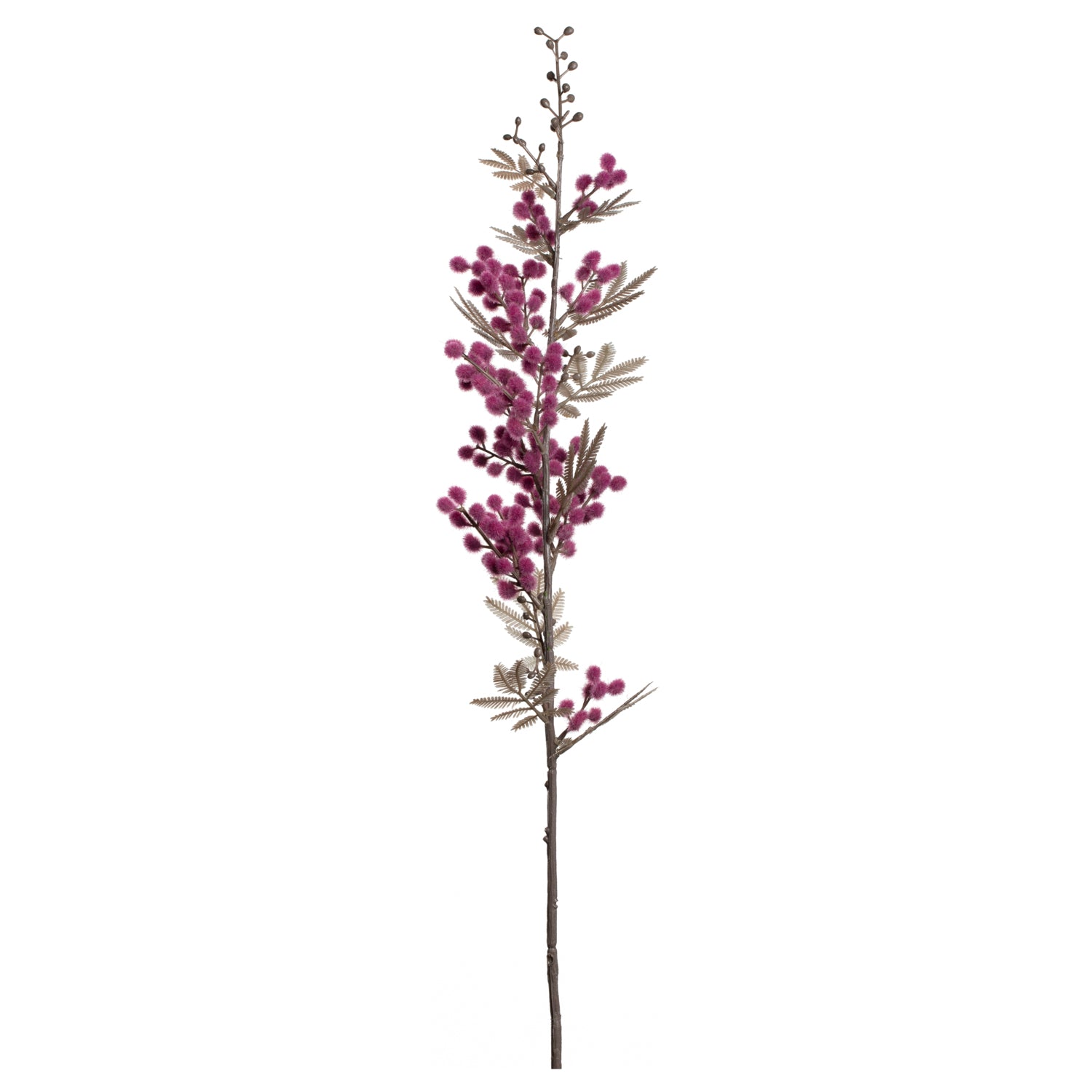 Mimose PALAZZO viola mit dunkelvioletten Blüten und grünen Blättern auf weißem Hintergrund