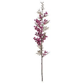 Mimose PALAZZO viola mit dunkelvioletten Blüten und grünen Blättern auf weißem Hintergrund