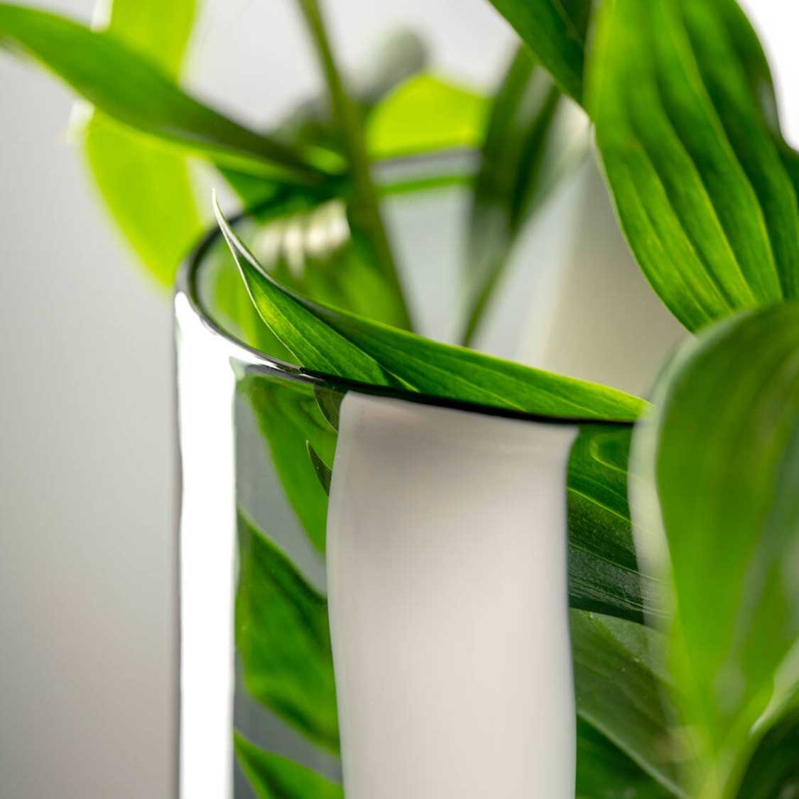 Grüne Pflanze in weißer Glasvase BANDA NERA, Detailaufnahme