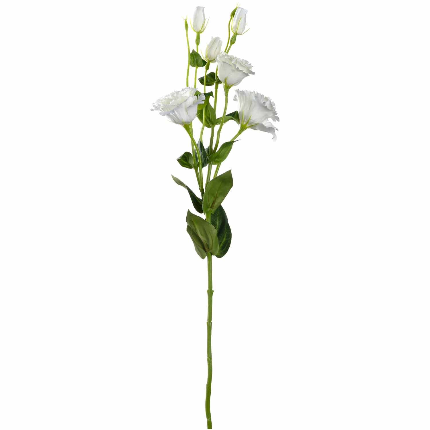 Lysianthus FIORE weiß mit Knospen und grünem Stiel auf weißem Hintergrund