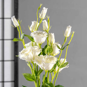 Lysianthus FIORE 78 cm weiß mit Knospen vor grauem Hintergrund