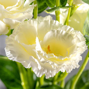 Weiße Lysianthus-Blüten mit gelblicher Mitte und grünen Stielen