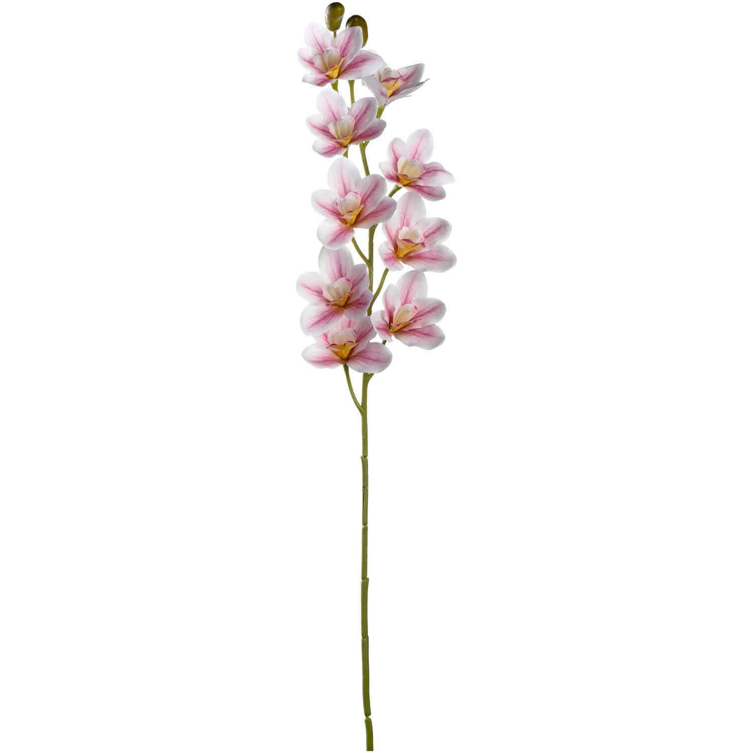 Orchidee FIORE mit rosa Blüten und grünem Stiel auf weißem Hintergrund