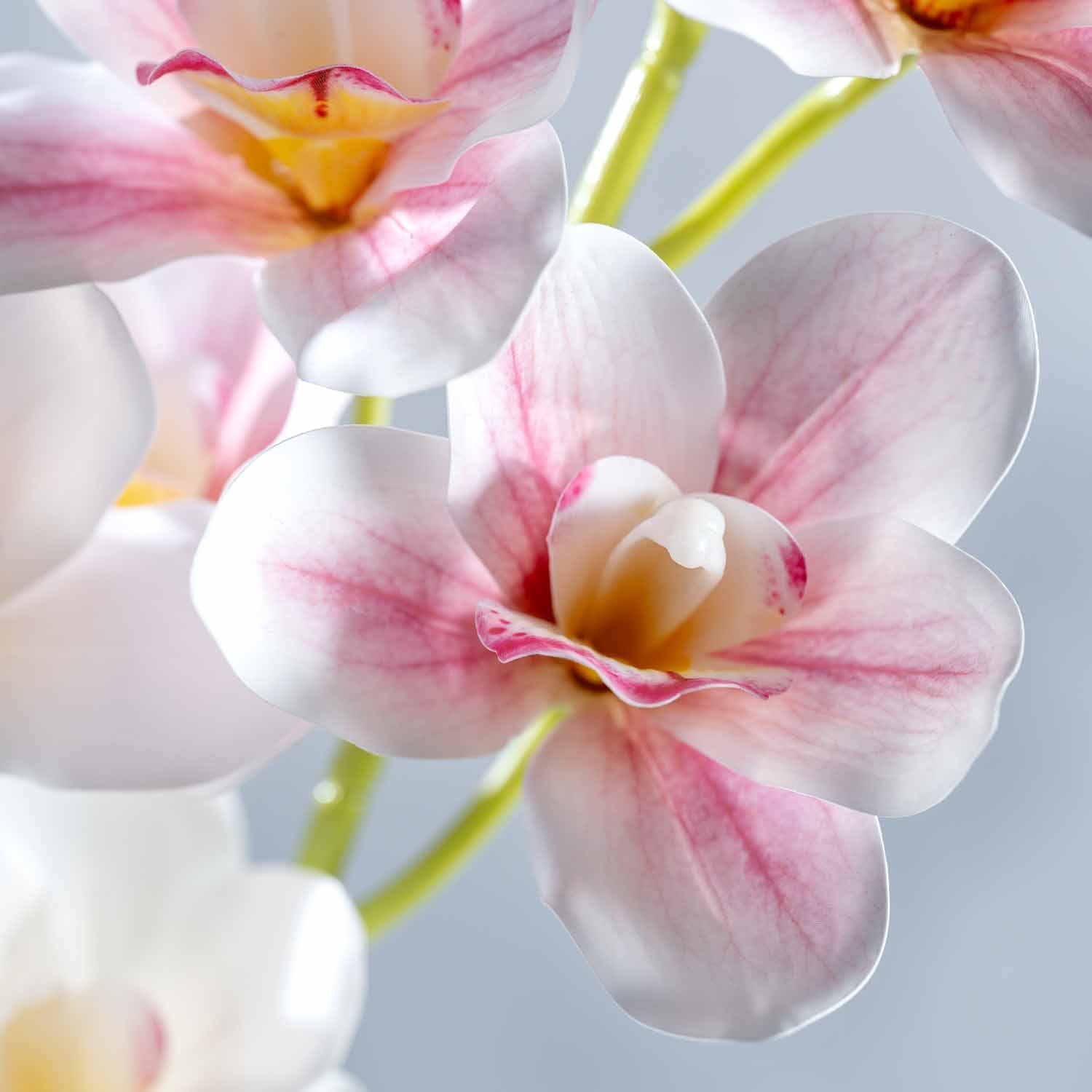 Orchidee FIORE pink mit weißen und rosa Blütenblättern, grüne Stiele, Nahaufnahme