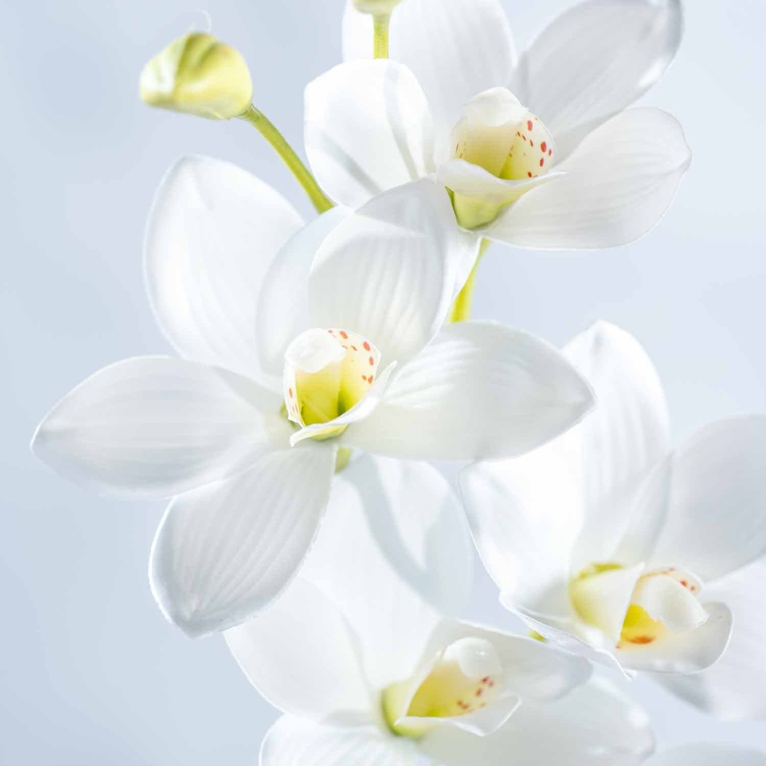 Weiße Orchidee FIORE mit mehreren Blüten und Knospen vor hellblauem Hintergrund