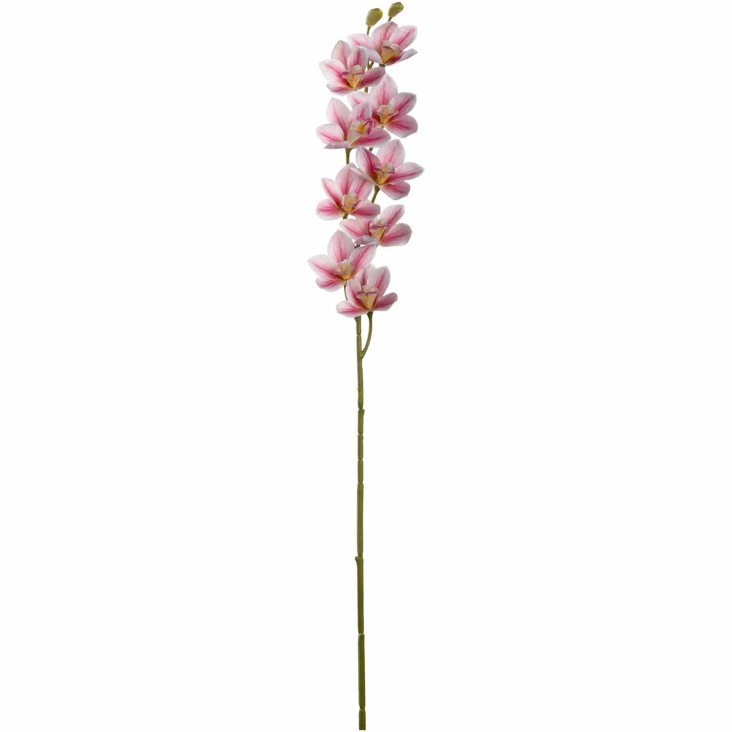 Orchidee FIORE pink mit Blüten und grünem Stiel vor weißem Hintergrund
