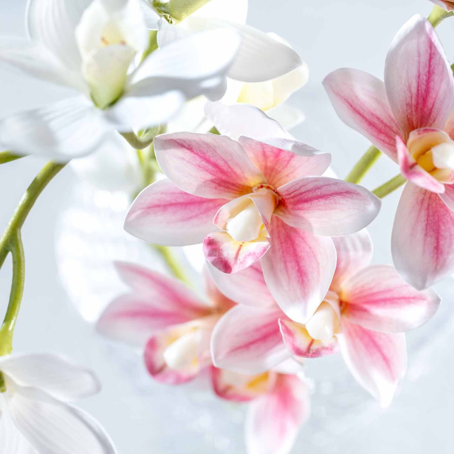 Orchidee FIORE pink und weiß mit mehreren Blüten vor hellem Hintergrund