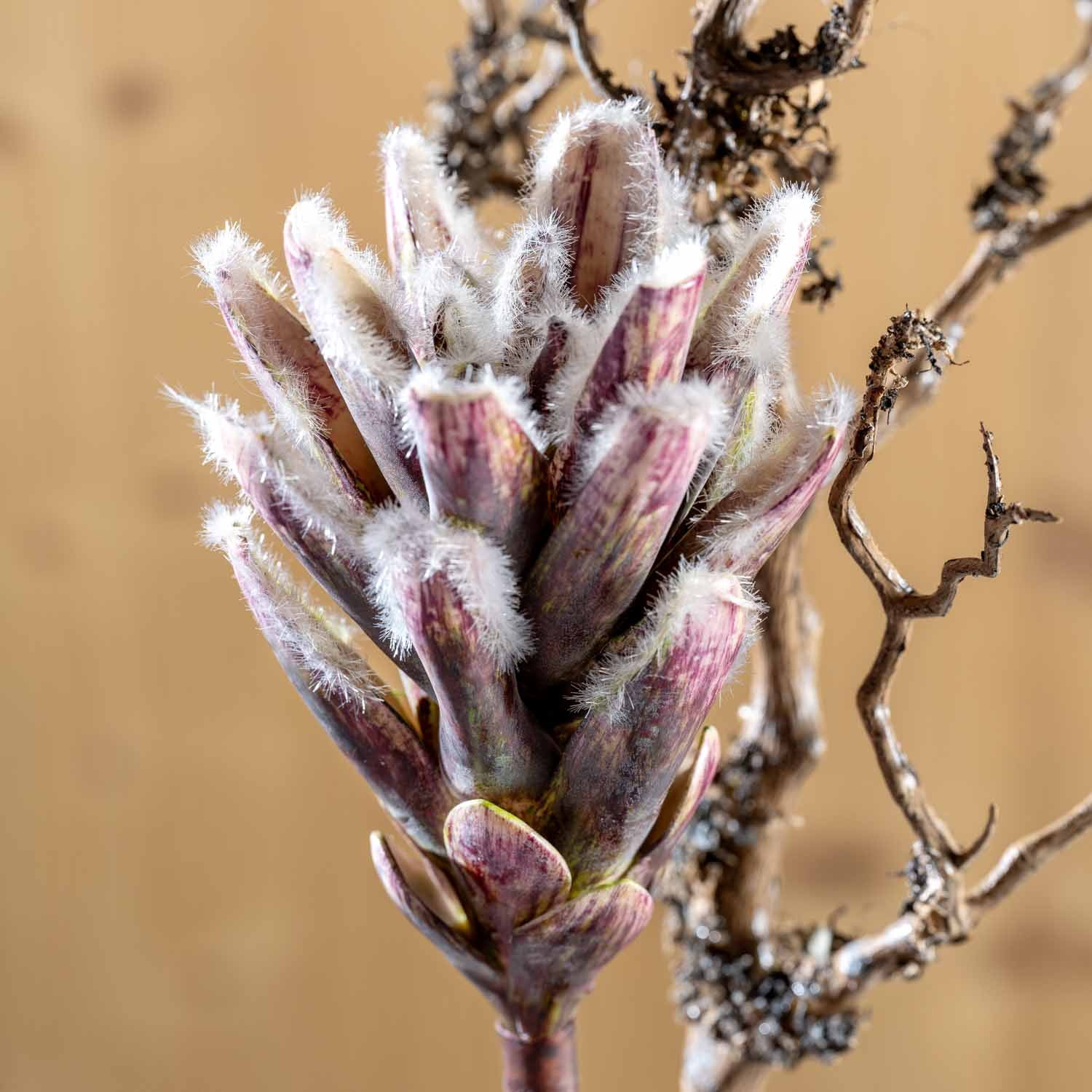 Zweig FIORE mit fedrigen, violett-weissen Blütenständen, Detailaufnahme