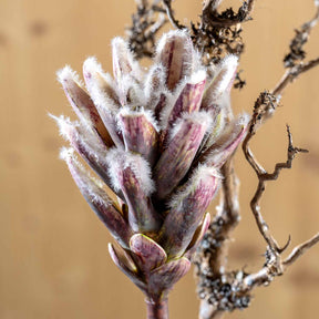 Zweig FIORE mit fedrigen, violett-weissen Blütenständen, Detailaufnahme